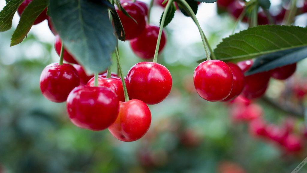 Why You Should Pick All the Cherries – Thesislink