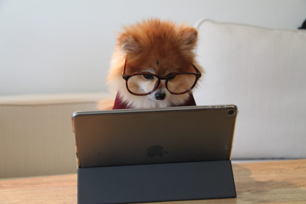 Dog working on a laptop